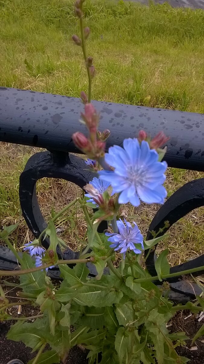 Набережная Черной речки в Санкт-Петербурге. Лето 2020 года