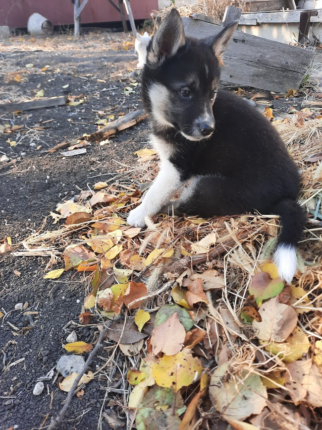 Леда растёт...