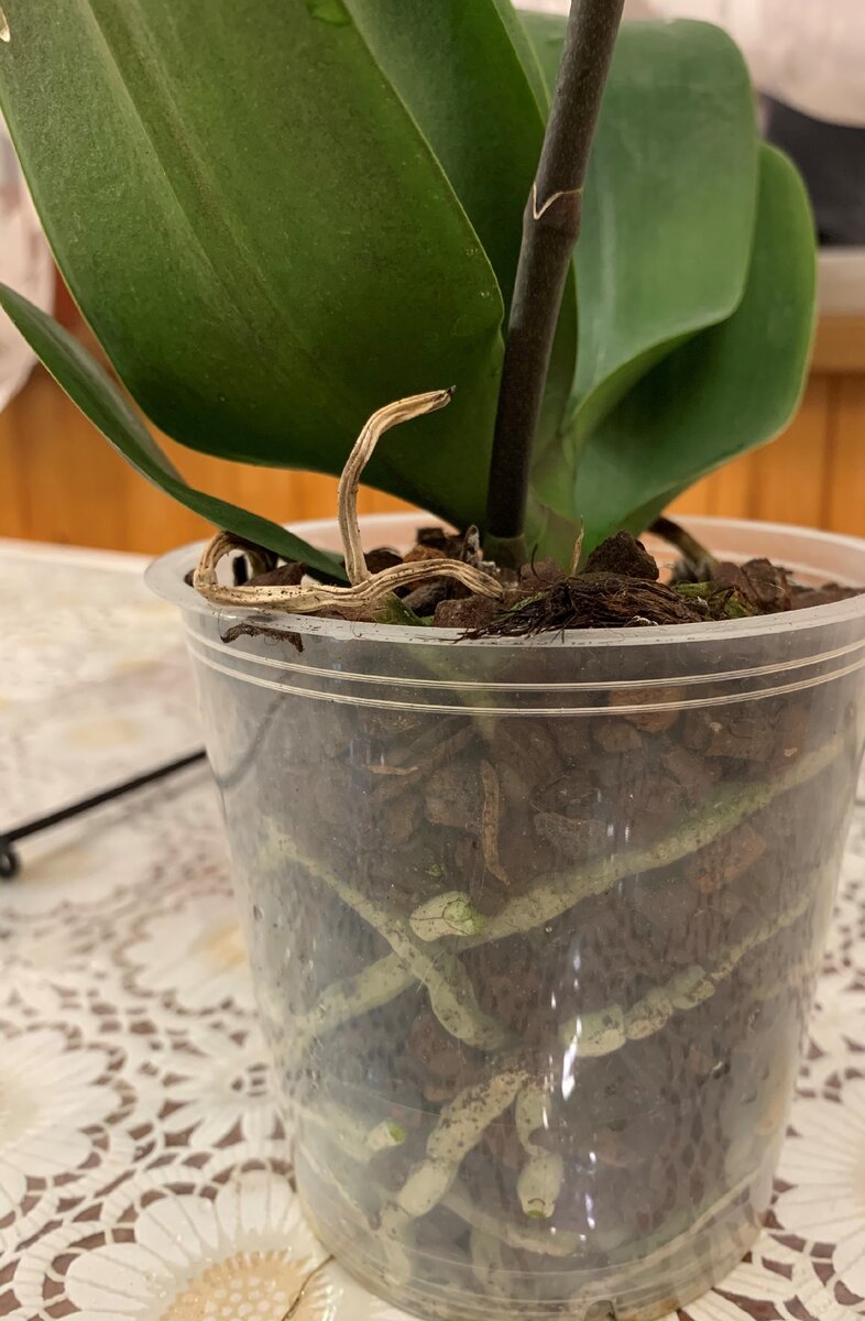 Только принесенная Орхидейка из магазина, к сожалению цвет её прекрасных цветений неизвестен. Личный архив