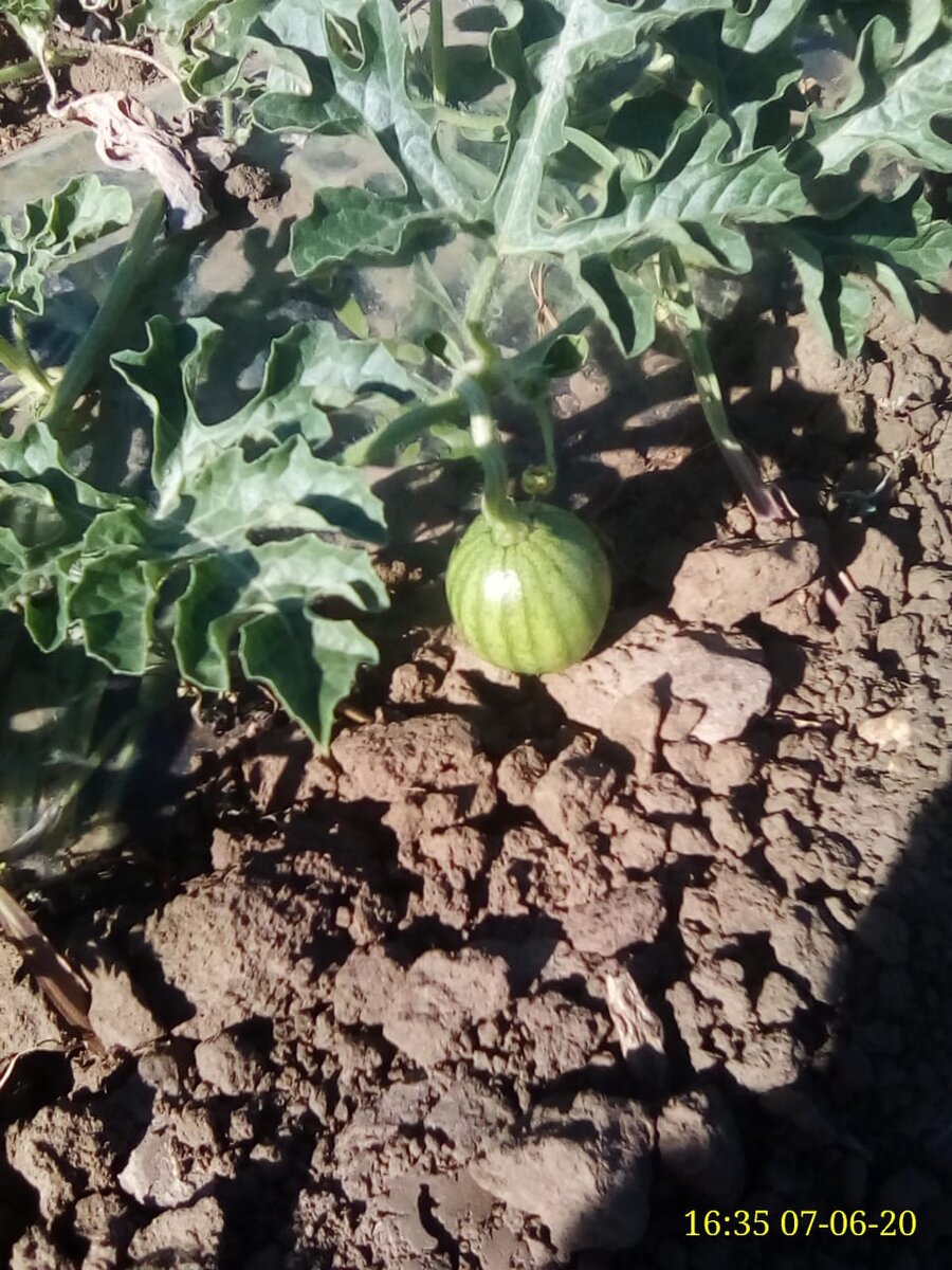 Растущий арбузик.