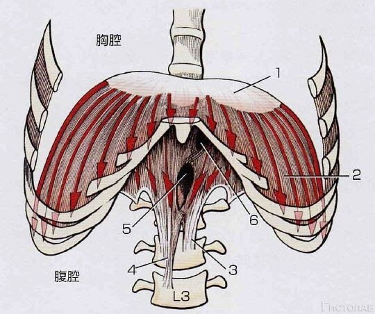 Диафрагма рисунок анатомия