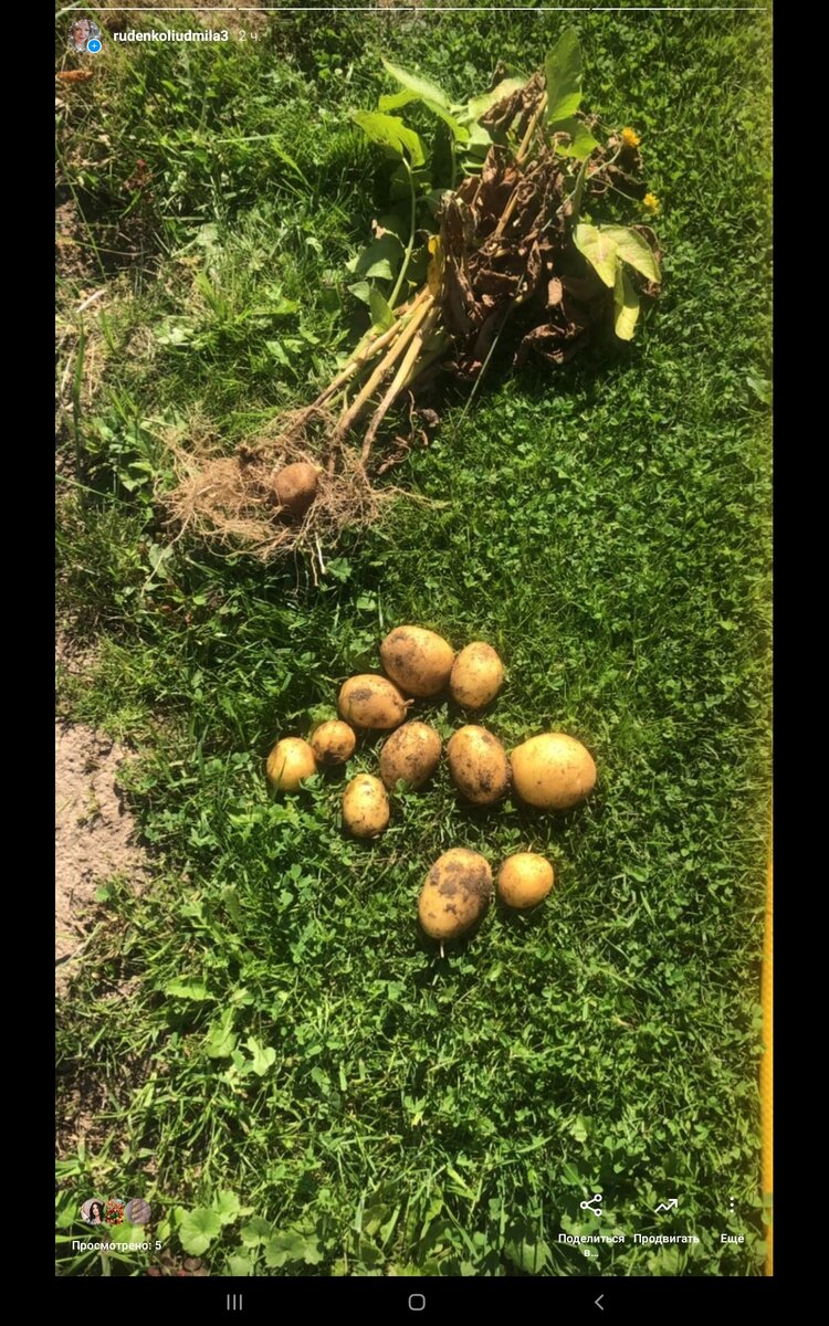 Выкапыпваем пару кустиков 