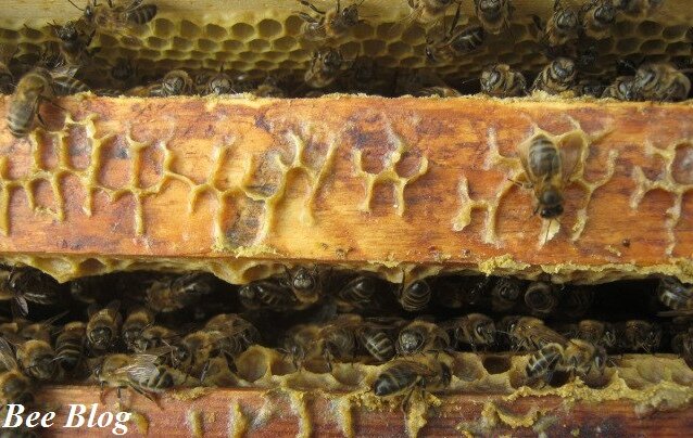 Фот из архива