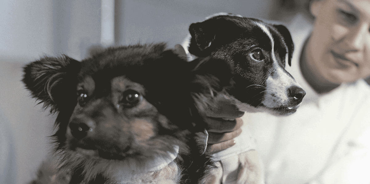 Ветерок и Уголёк. Фото из интернета: https://gmik.ru 