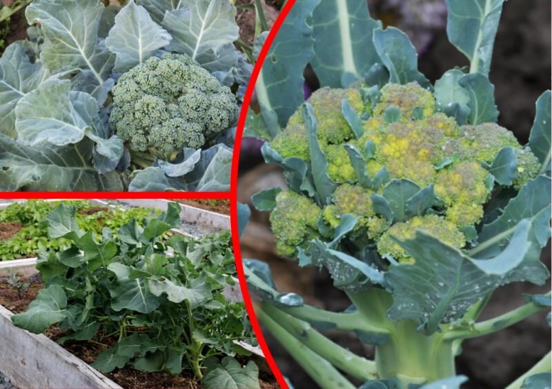 Что делать если брокколи зацвела