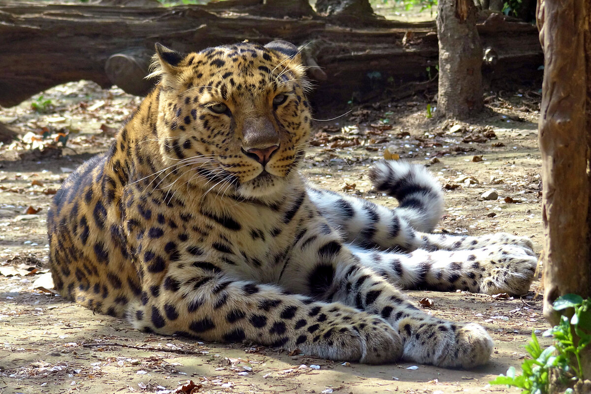 Правильное поведение при встрече с леопардом