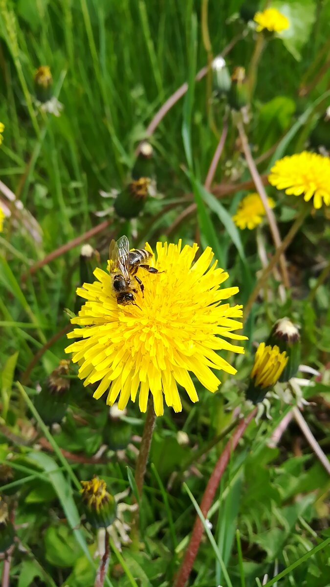 Медовая вода - 100% натуральный напиток