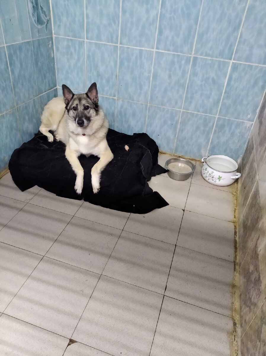 Дуся. Попала в приют в августе. Ранее собака жила с любимой хозяйкой. Когда женщины не стало, ее сын писал в приют и дошло до такого: "Добрый день, не решили что-то по собачке? Если нет, придётся грех на душу брать". С теплого дивана в вольер приюта. Дуся очень стрессовала: ни ела, скулила, боялась. Сейчас Дуся в приюте на цепи