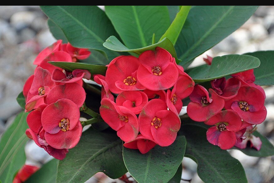 Молочай Миля