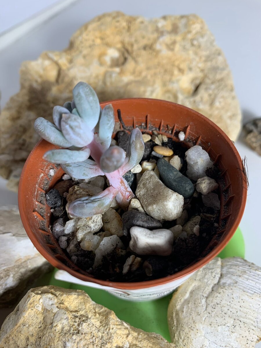 Такой суккулент хочет пить 