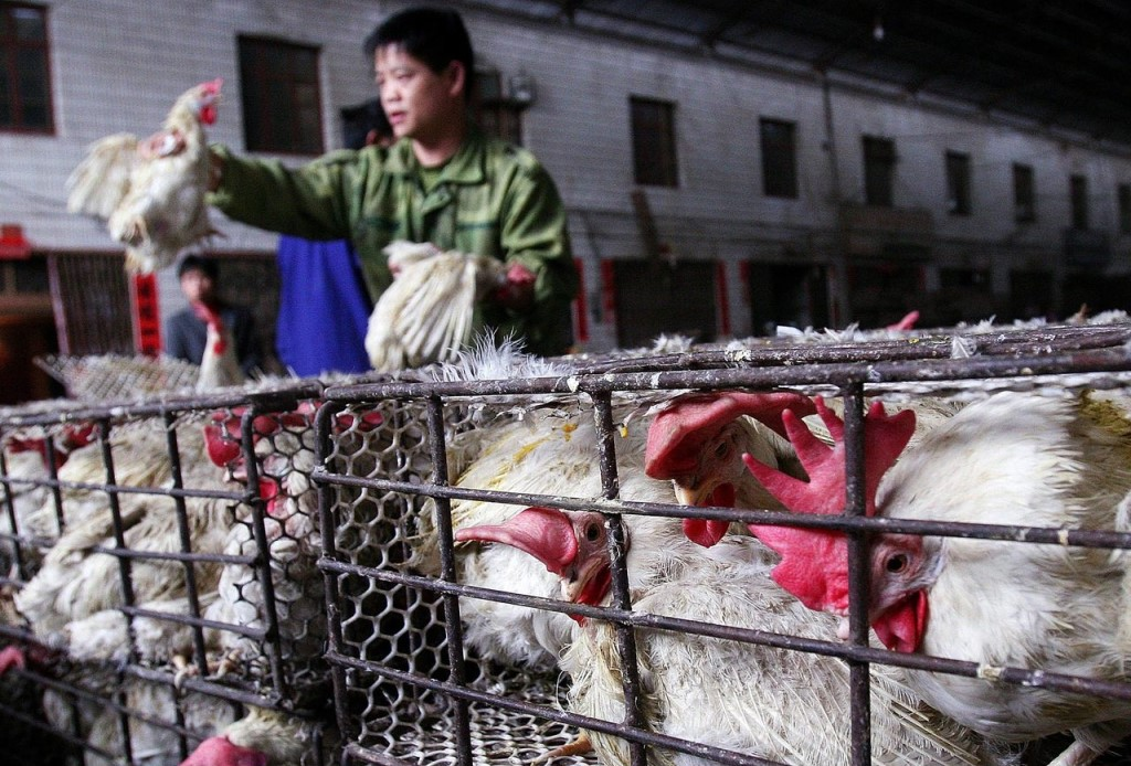 10 самых богатых фермеров мира: почему половина из них - китайцы?