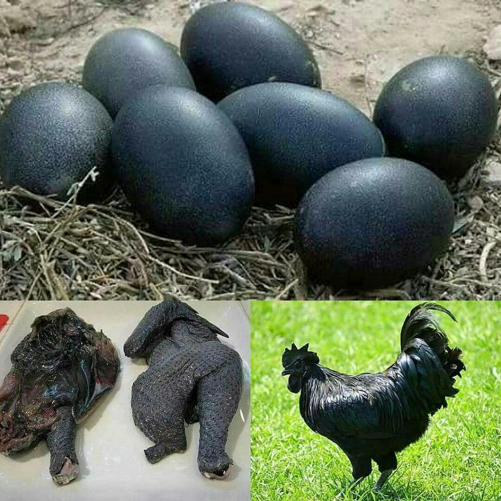 Черная курица сколько