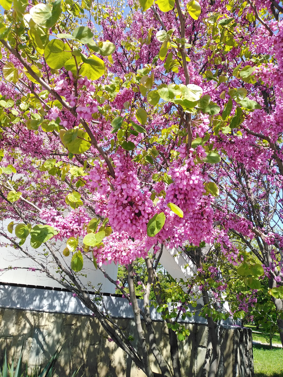 Как называется дерево. Кто знает, напишите.