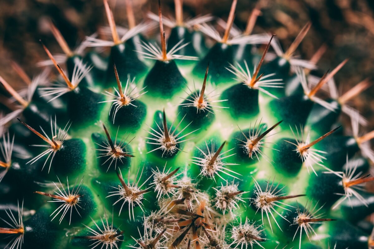 Stanislav Kondratiev: Pexels