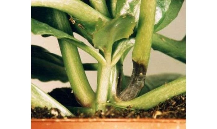 каланхоэ чернеют листья. каланхоэ чернеет. каланхоэ чернеет. фузариоз каланхоэ. каланхоэ чернеет.