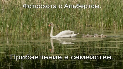 Фотоохота с Альбертом. Прибавление в семействе.