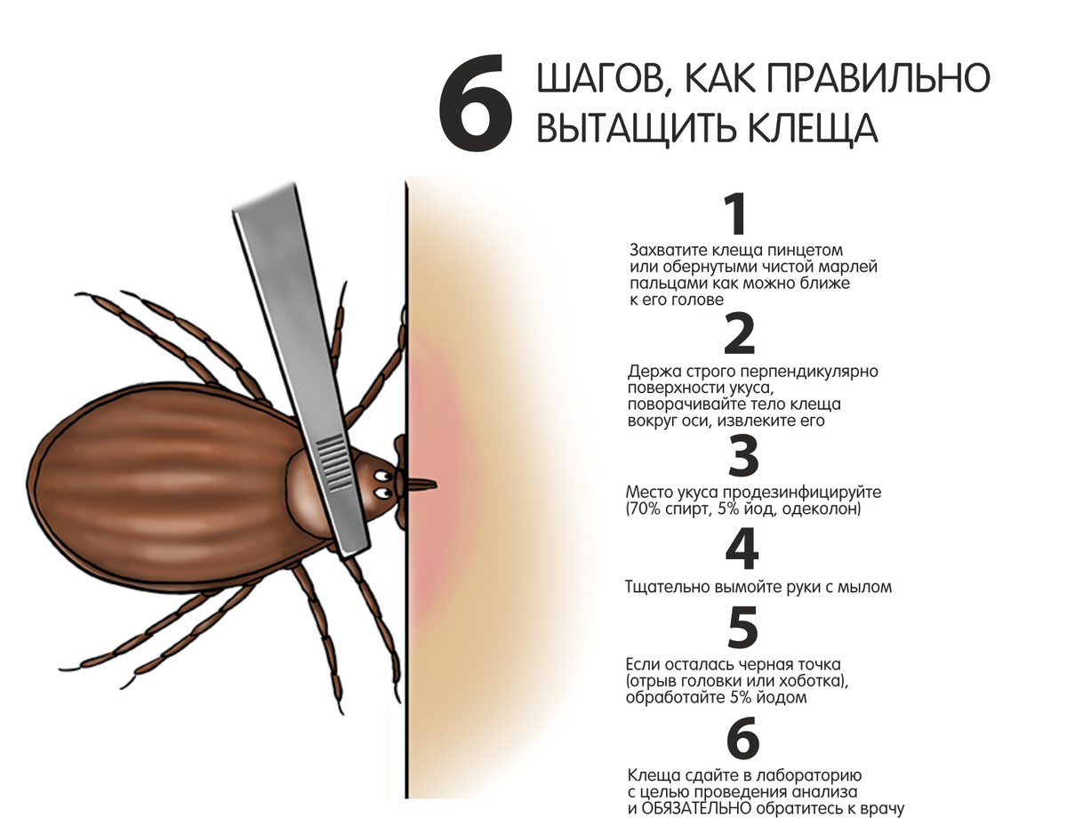 Энцефалитный клещ последствия укуса. Анатомия клеща. Кольцо при укусе клеща.
