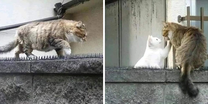 Фото: cat_virus.exe 
