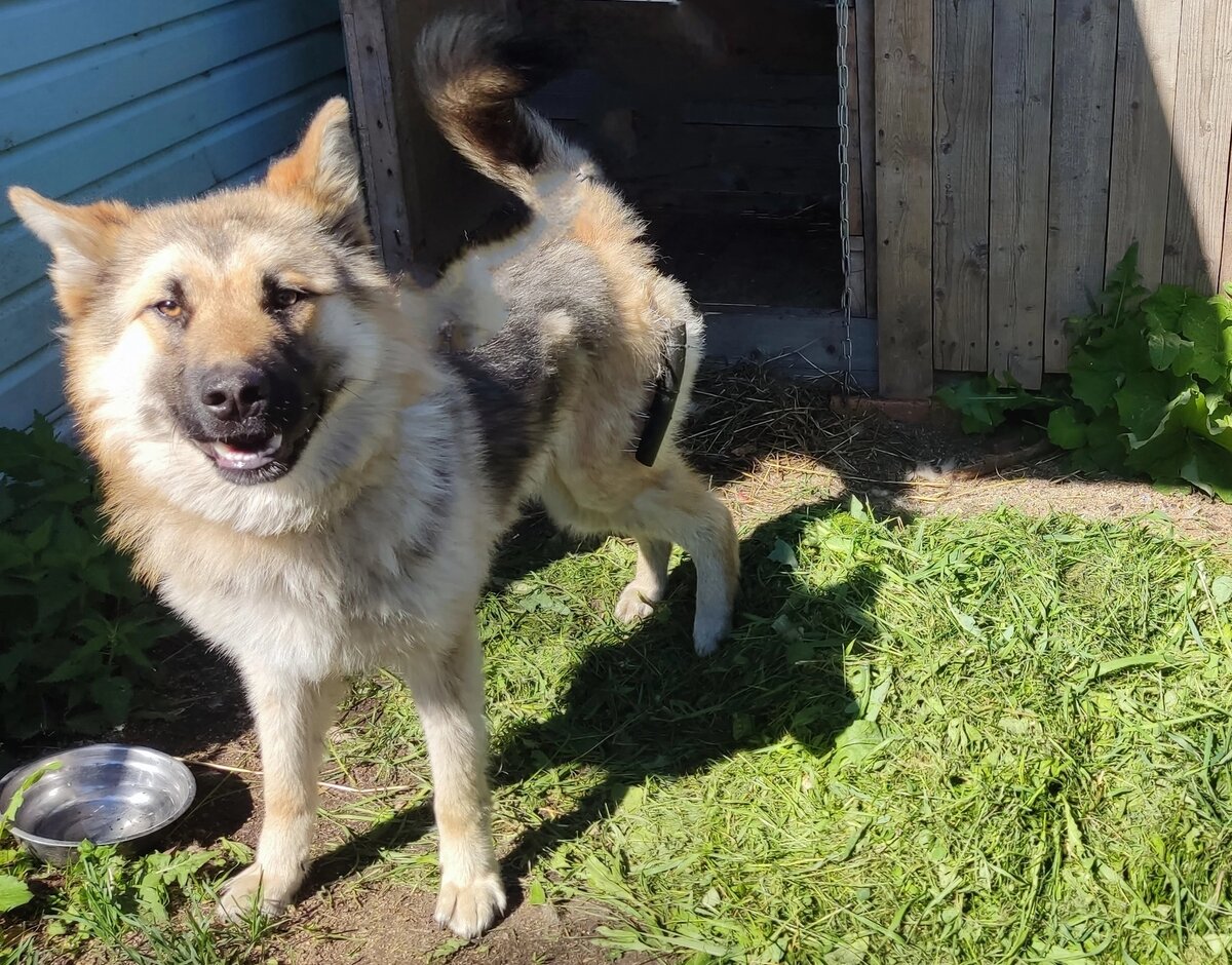 Неугомонный Валет