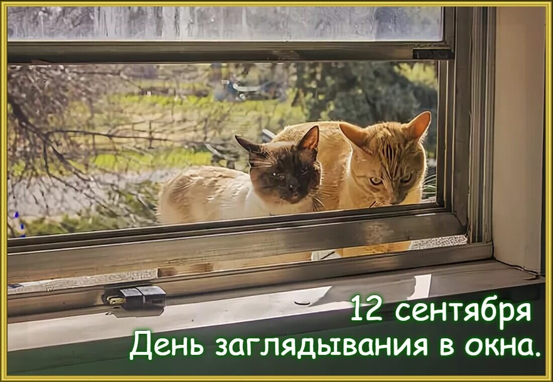 Кот под окном. Заглядывает в окно. Кот заглядывает в окно. Через окно. Заглядывая в окна.