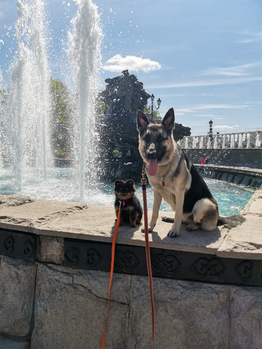 Восточно-европейская овчарка Леда и померанский шпиц Аска