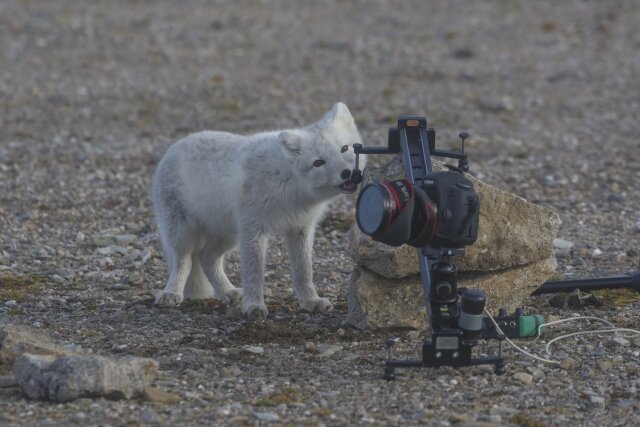    Любопытный песец пытается укусить слайдер и утащить вещи Николай Гернет © ИА REGNUM