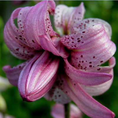 Martagon Kallmora , фото сорта с сайта http://www.rareplants.ru/