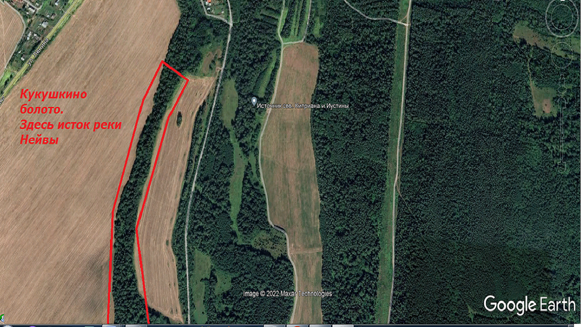 Мох катаринея. Кукушкино болото. Кукушкин лен на болоте. Кукушкин лён обыкновенный. Кукушкин лён ягель (олений мох).