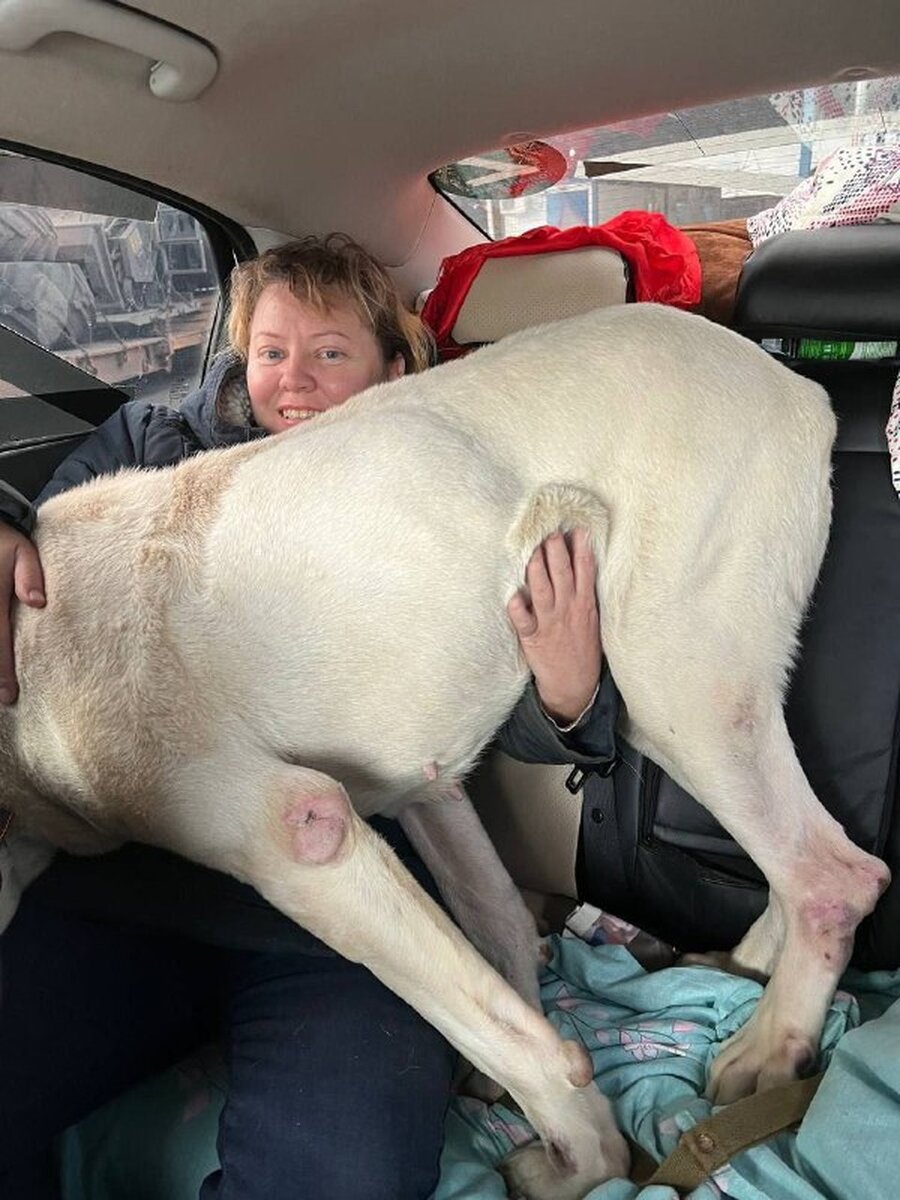     Алабай весит примерно 60 килограммов. Фото: официальная группа волонтерского сообщества "Неравнодушные" в "ВК"