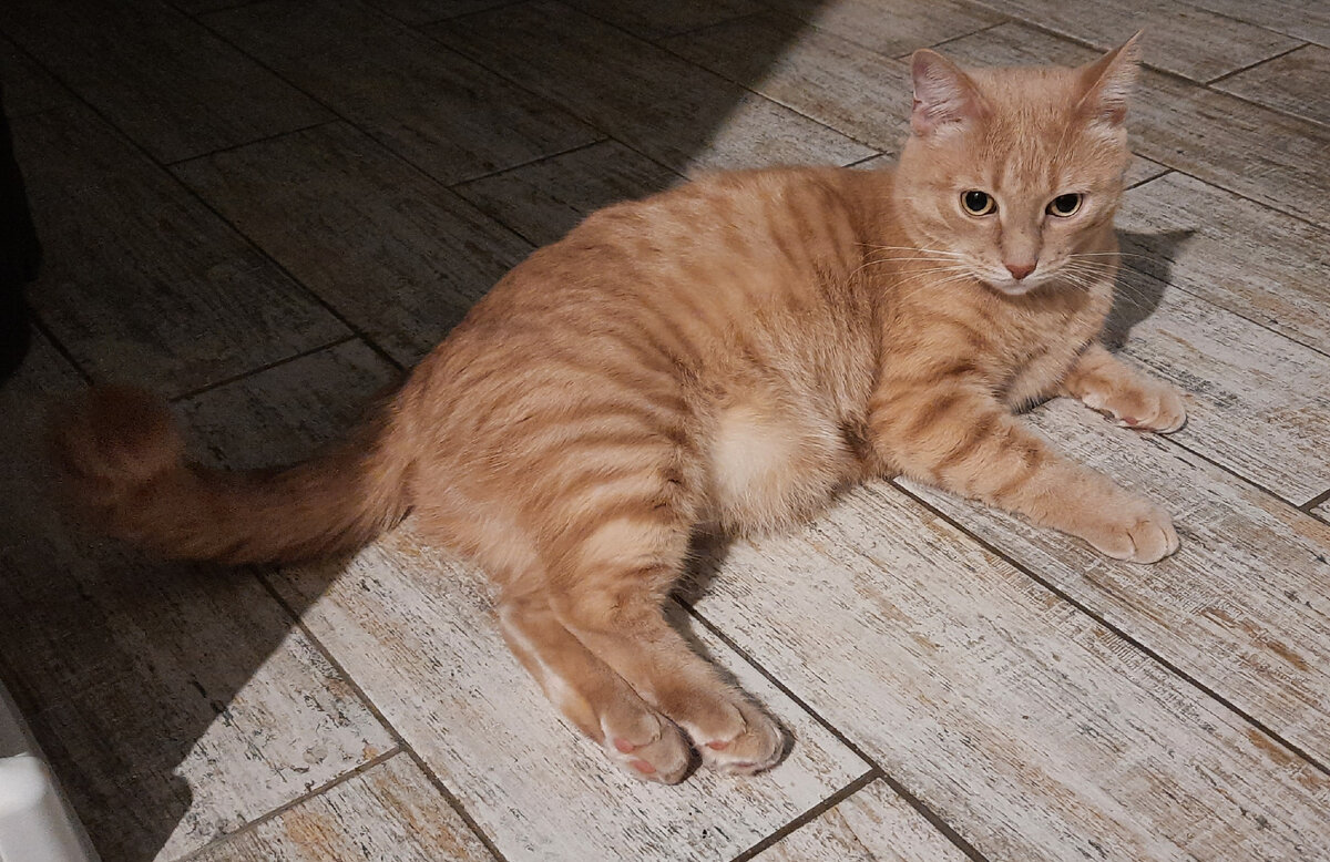 Вот Эта вот плюшечка, да на штору!