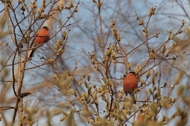    Куда пропали снегири из Москвы?