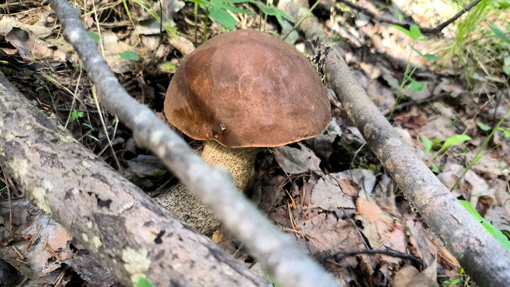 ФОТО; MAKSIM KONSTANTINOV/GLOBALLOOKPRESS