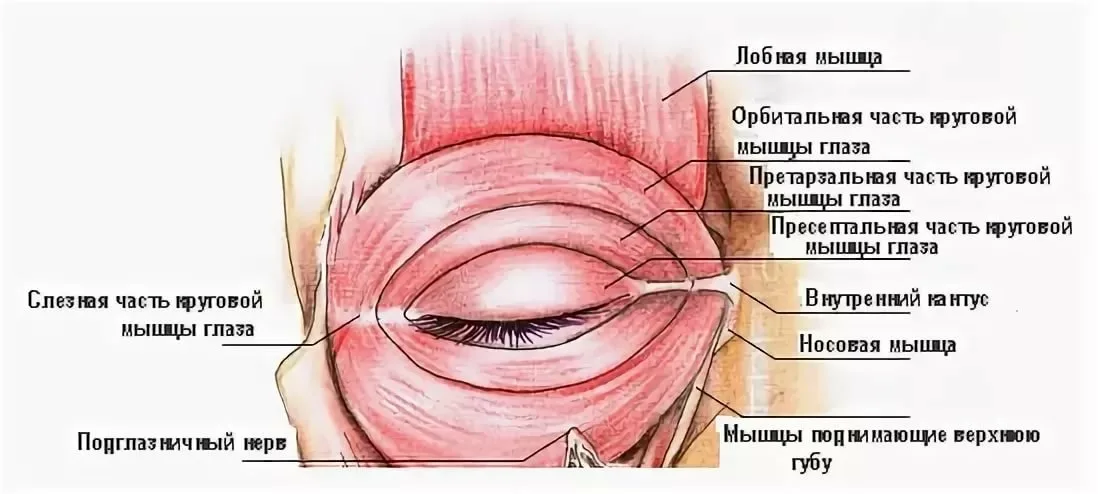 Функция круговых мышц. Функция круговых мышц