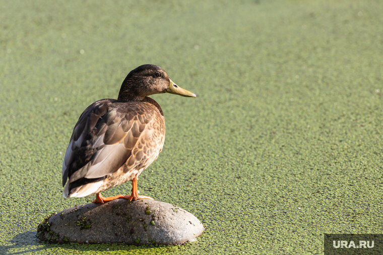    Эксперты проверили версию о гибели уток из-за некачественного корма