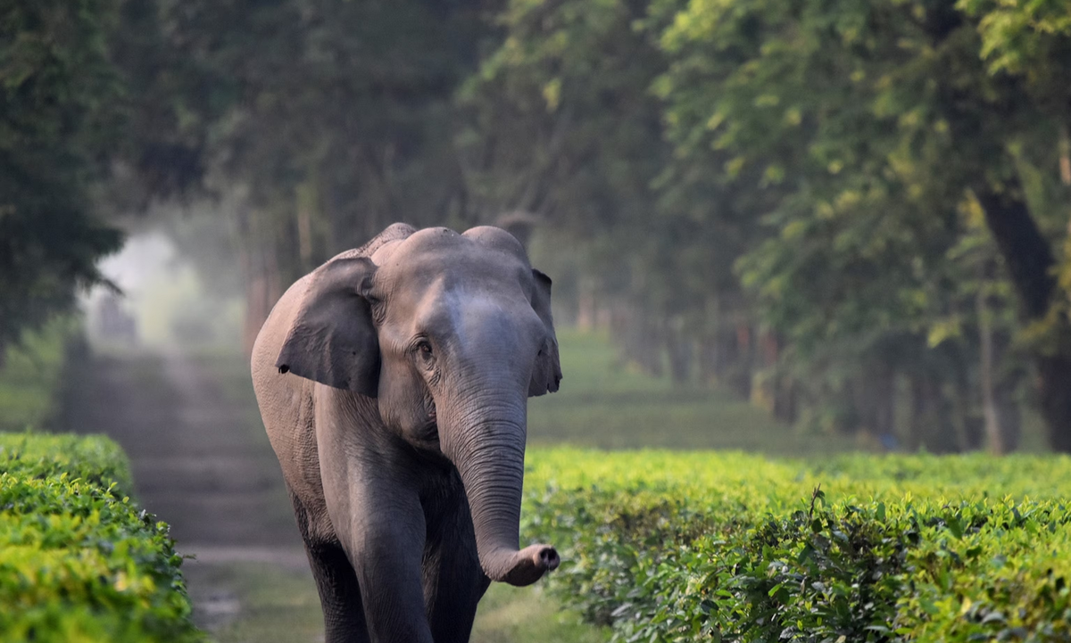 Азиатский индийский слон. Индия слоны. Индийский слон со слоненком. Индийские слоны в природе.