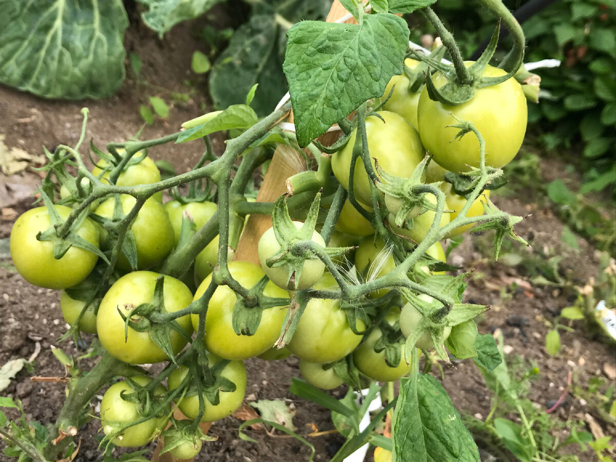 Не торопятся зреть