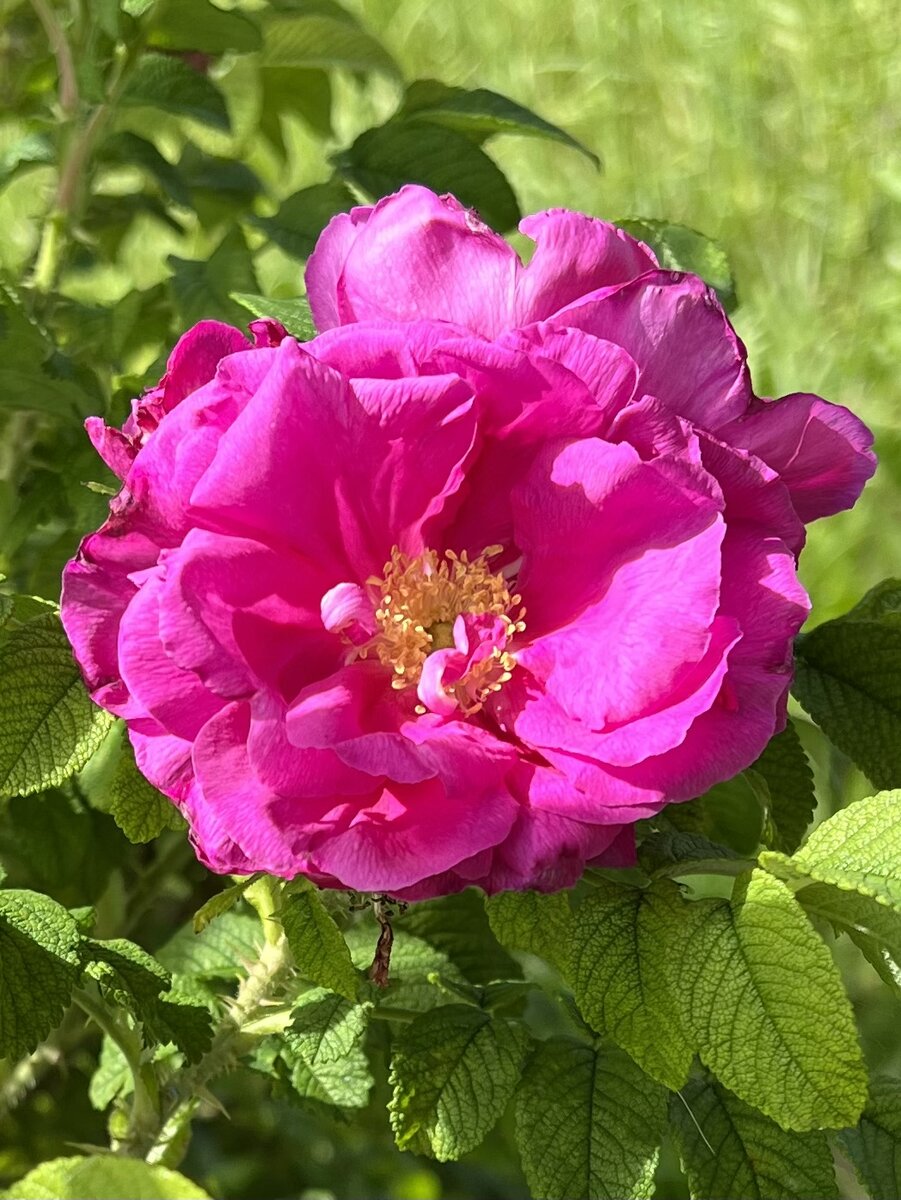 Гибрид ругозы Эния хороша и ароматна при любых погодных условиях. 25.08.2023.