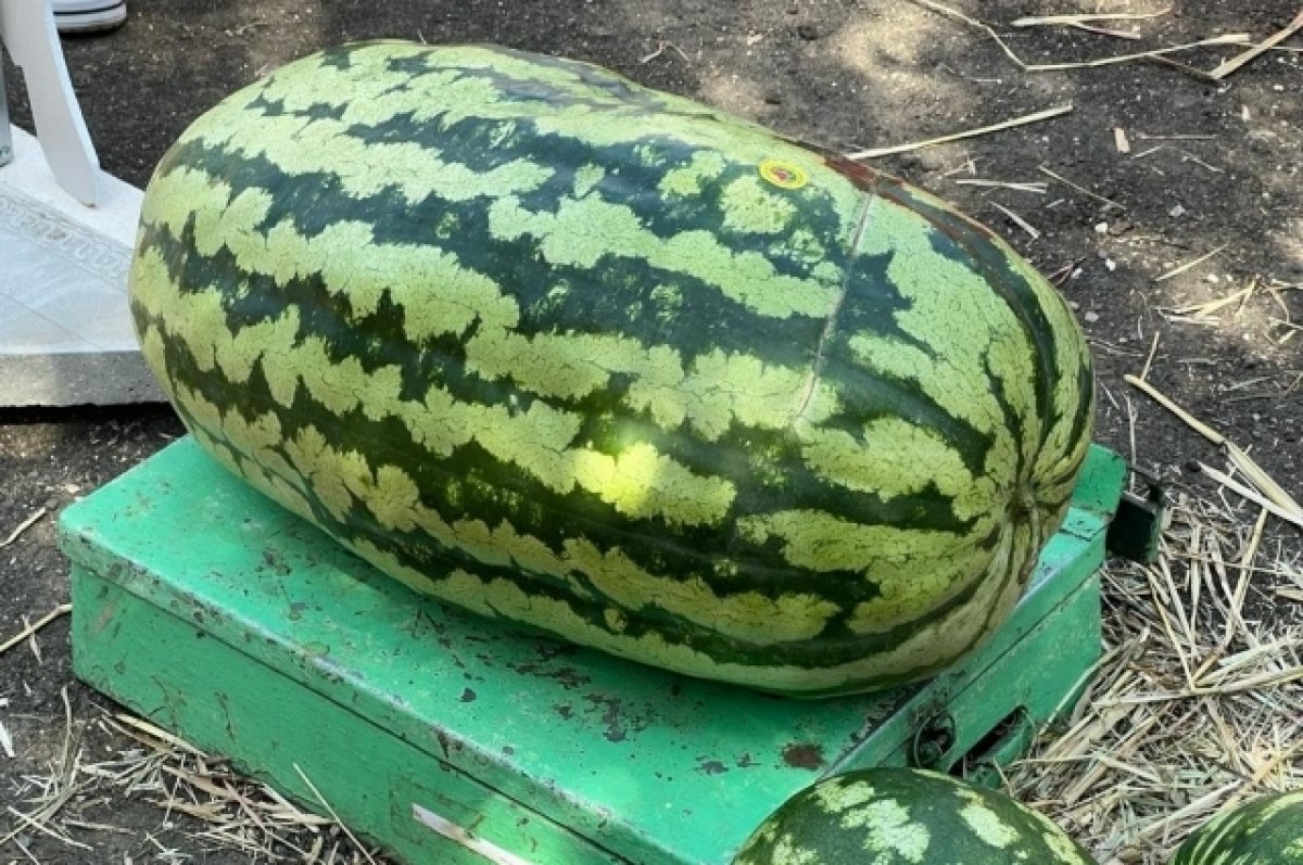    Под Волгоградом в унисон с камышинским проведут арбузный фестиваль волжане