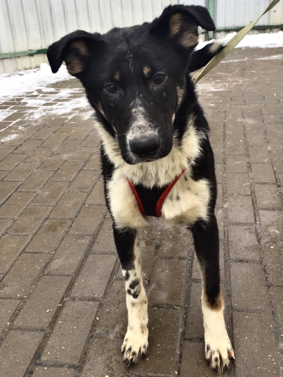 Ещё совсем щенок Графит в Кожуховском приюте для бездомных животных.