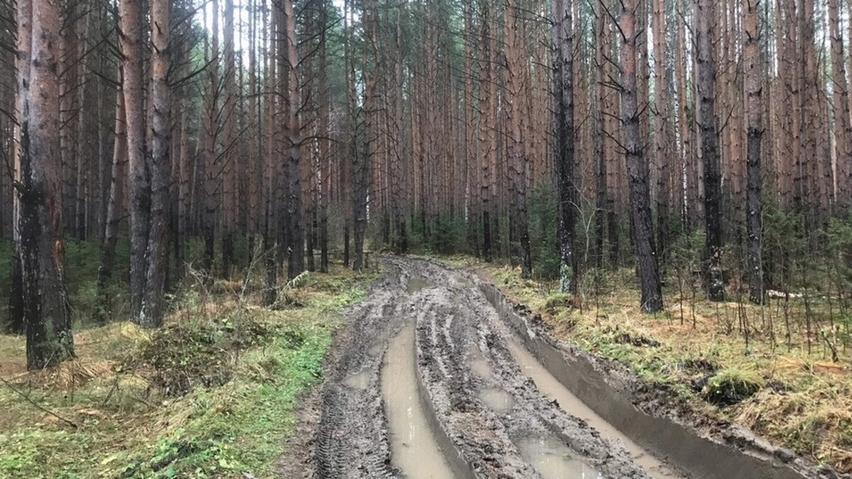     Любители тихой охоты находят в лесах огромные грибы. Один из них обнаружили в Заводоуковском районе.