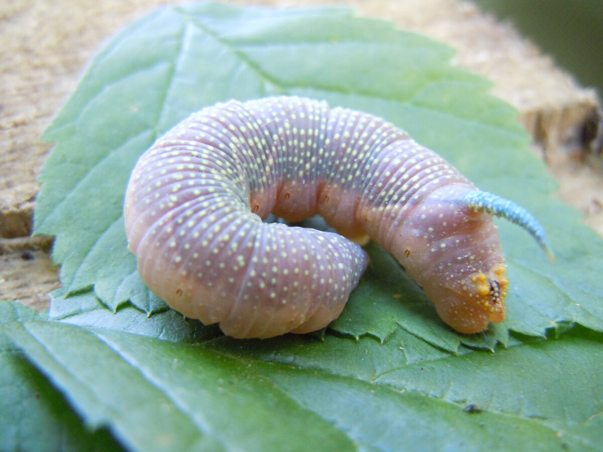 В этом 2023 году на упавшем листе бука заметил вот таких пушистиков. Часть их распушены, а некоторые как бы втянуты и похожи на бритвенные помазки. На обратной стороне листа вид такой.-19