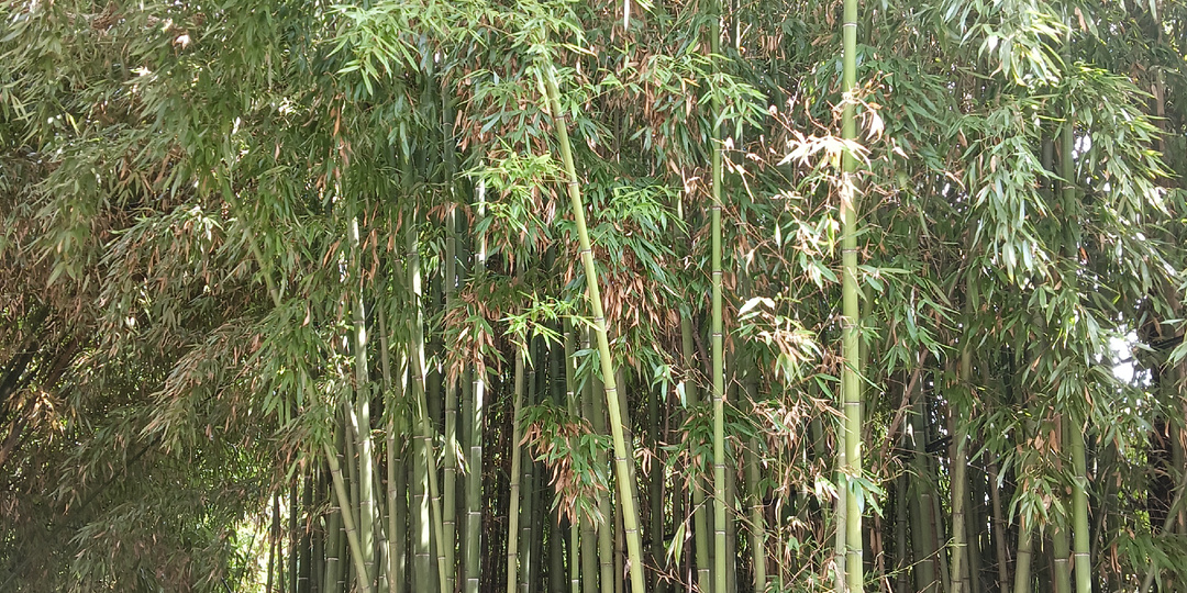 "Бамбуковая роща" - отличный гостевой дом, вблизи бальнеолечебницы "Мацеста"