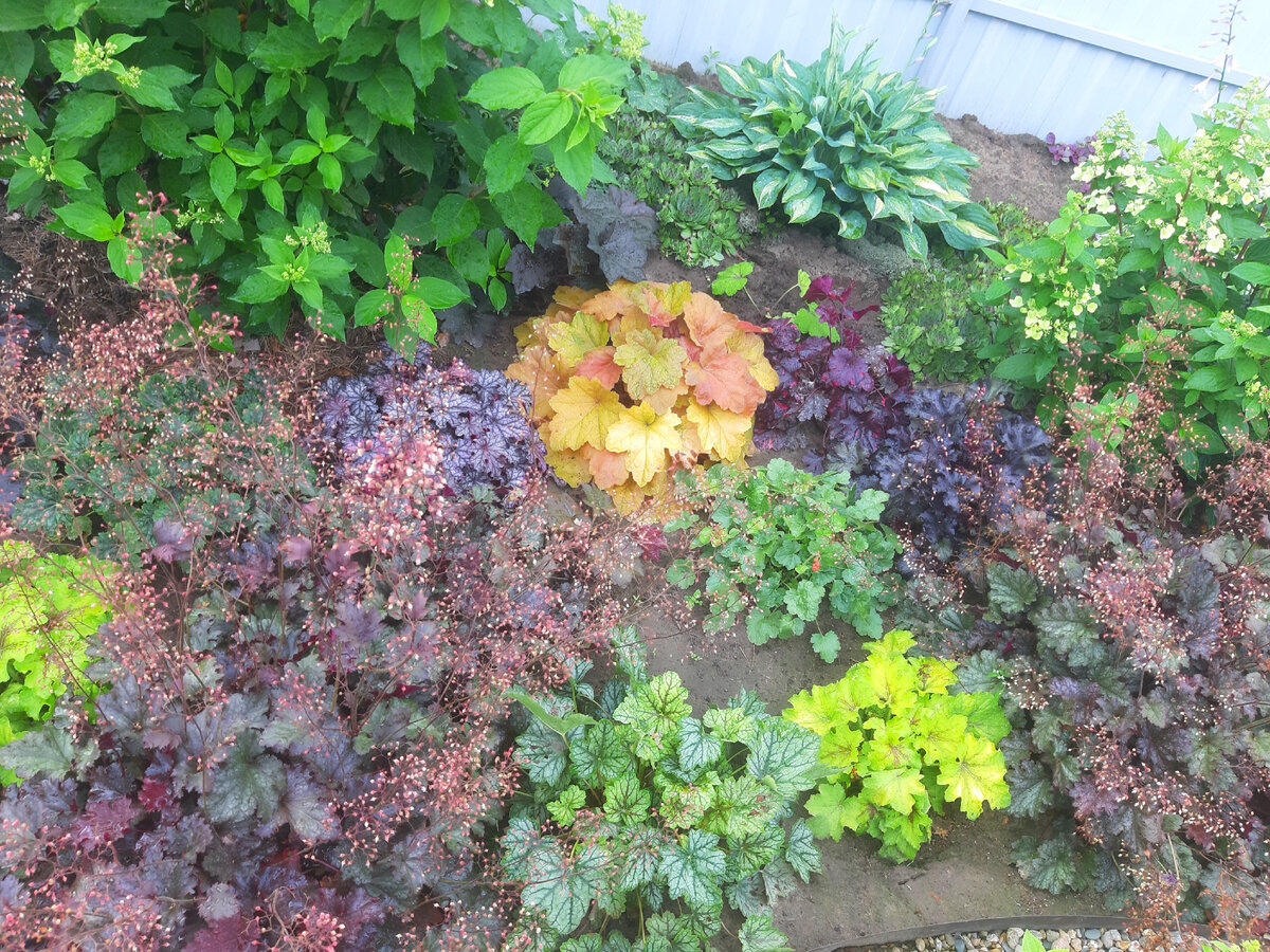 Где купить хорошие саженцы? Недорогие и качественные? | Цветущий мир | Дзен