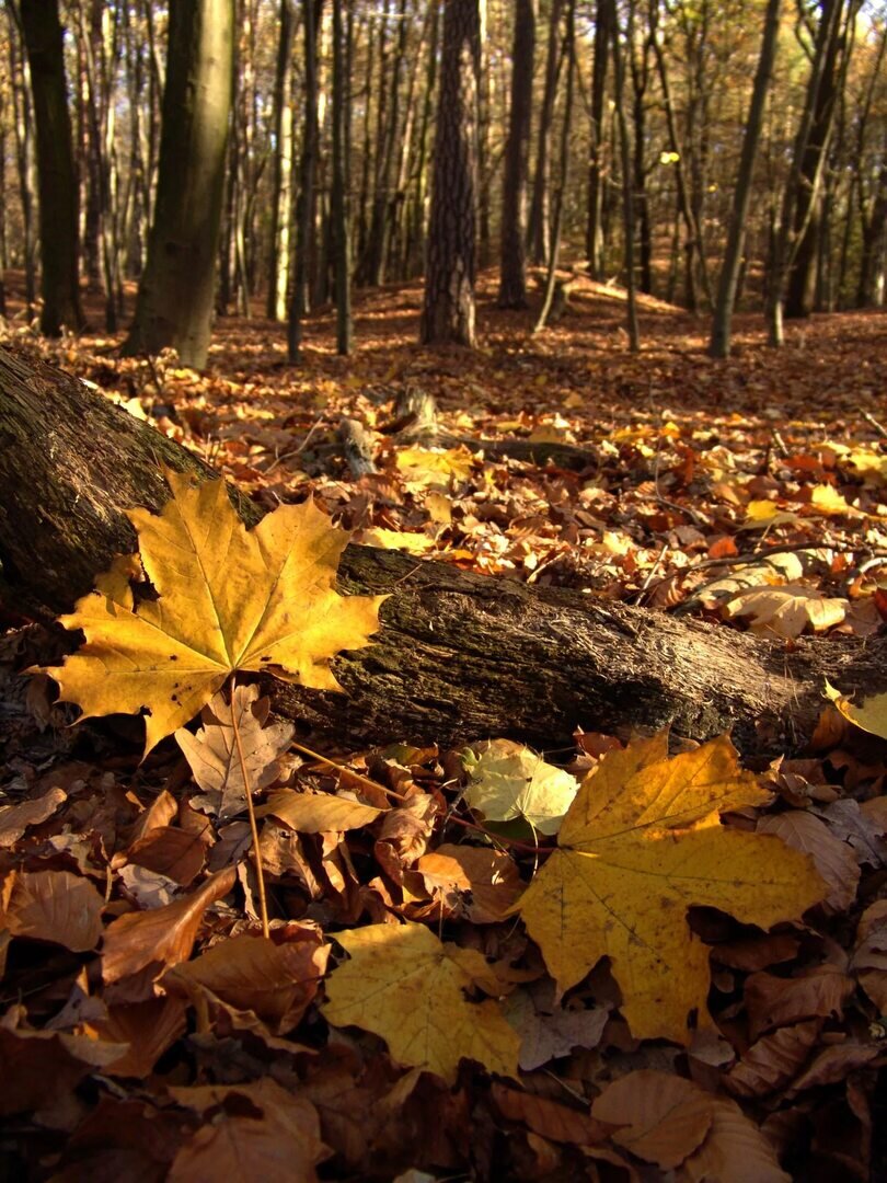 Золотой осени, Вам! Фото из интернета.