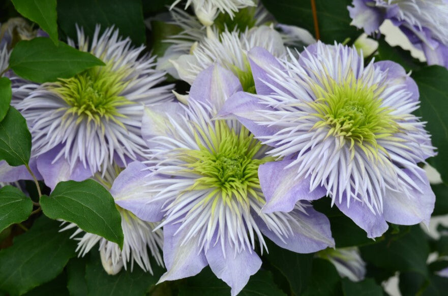 Фото Guernsey Clematis Nursery Ltd