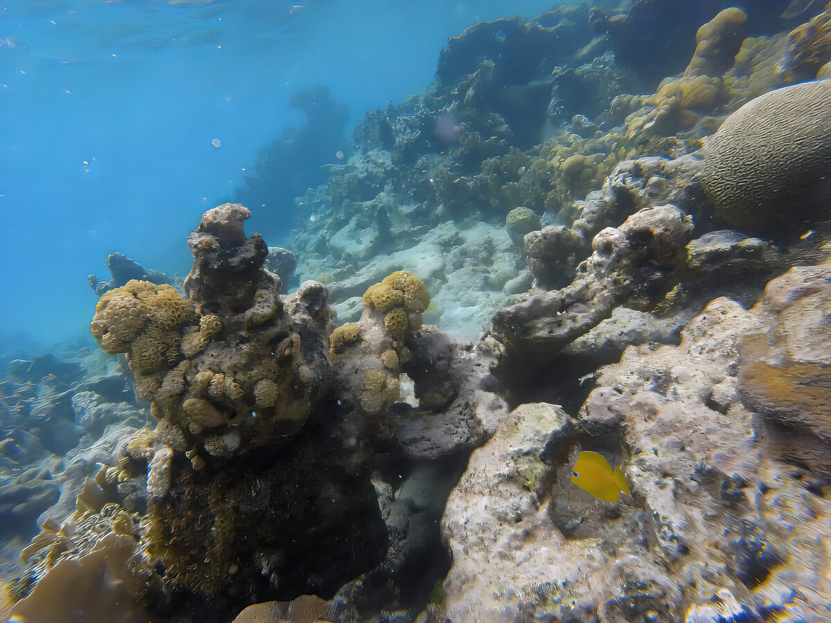 Фотография подводного мира является уникальным и захватывающим видом искусства, позволяющим нам заглянуть в таинственные глубины океана и встретиться с его разнообразными обитателями.-3