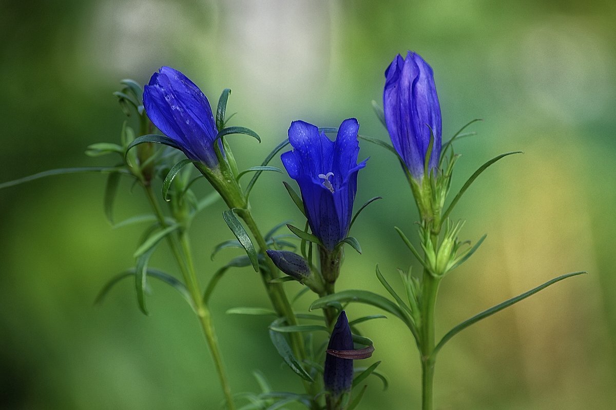 Горечавка лёгочная фото из интернета