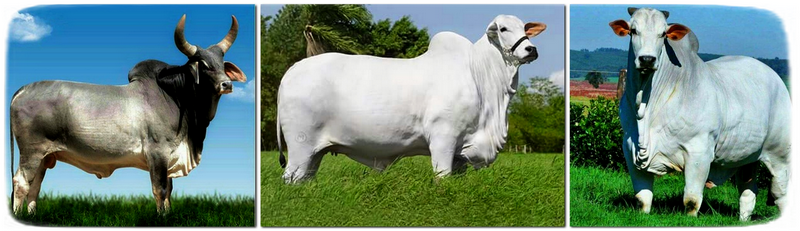 Порода БРАХМАН, наверно ооооооочень далекий родственник верблюда...