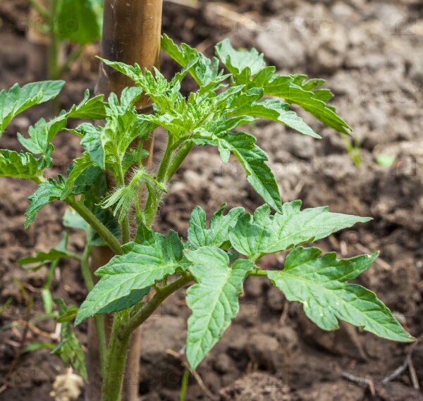 Источник фото: www.pressfoto.ru