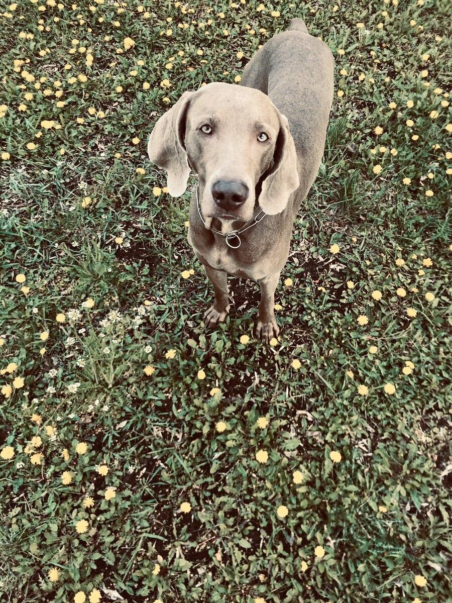 Виля после приставаний вороны смотрит слегка устало, но это только так кажется. У него всегда такой взгляд